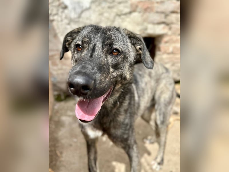 ⭐️ARI⭐️, Rüde, 1 Jahr, 55 cm, Mischling, Tierschutz