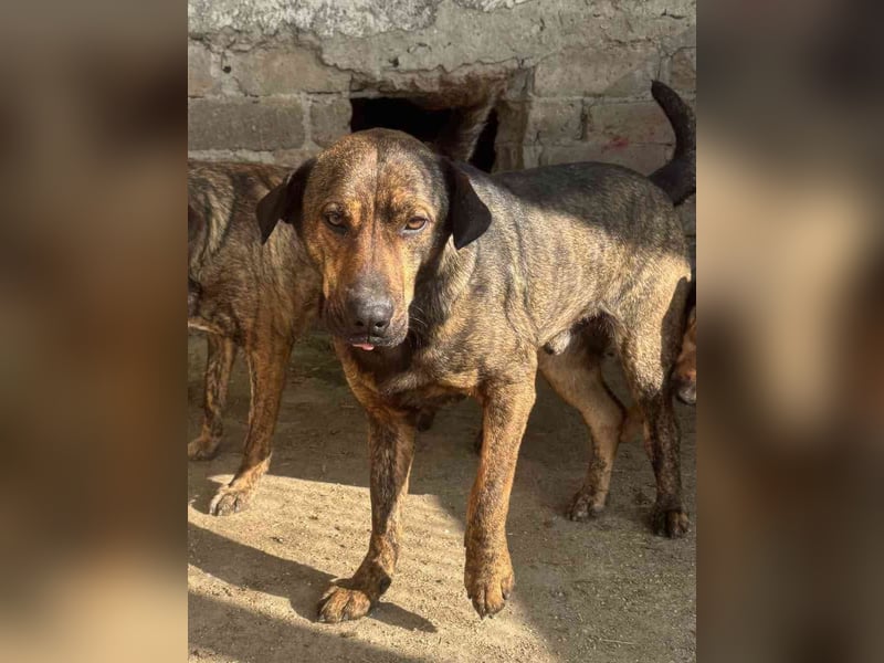⭐️ZICO⭐️, Rüde, 2,5 Jahre, 48 cm, Mischling, Tierschutz