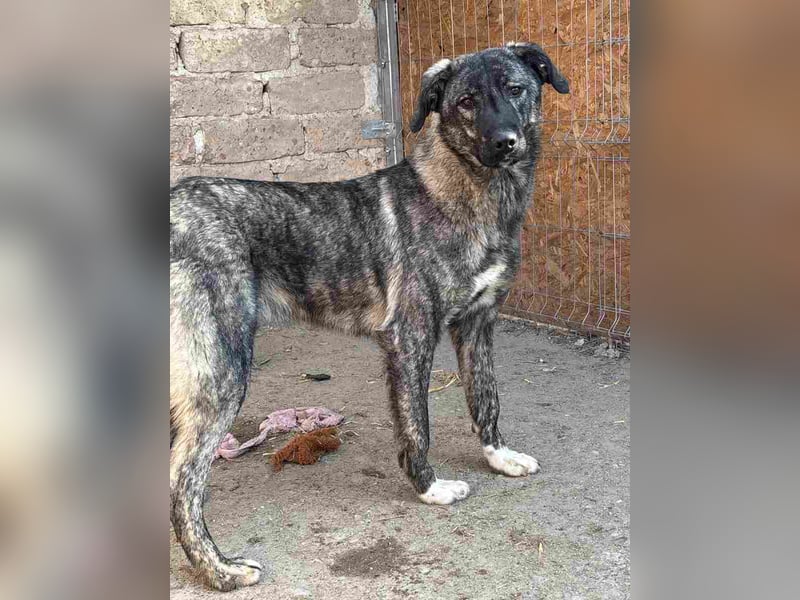 ⭐️ARI⭐️, Rüde, 1 Jahr, 55 cm, Mischling, Tierschutz