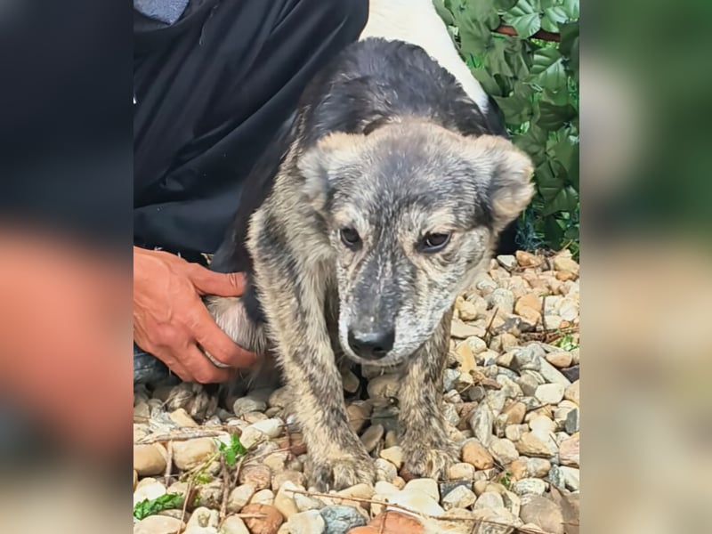 HERKULES - Hund sucht Mensch( en)
