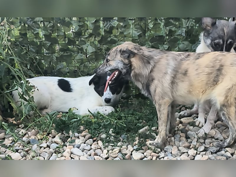 Max - hätte gerne ein Zuhause