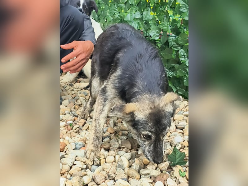 HERKULES - Hund sucht Mensch( en)