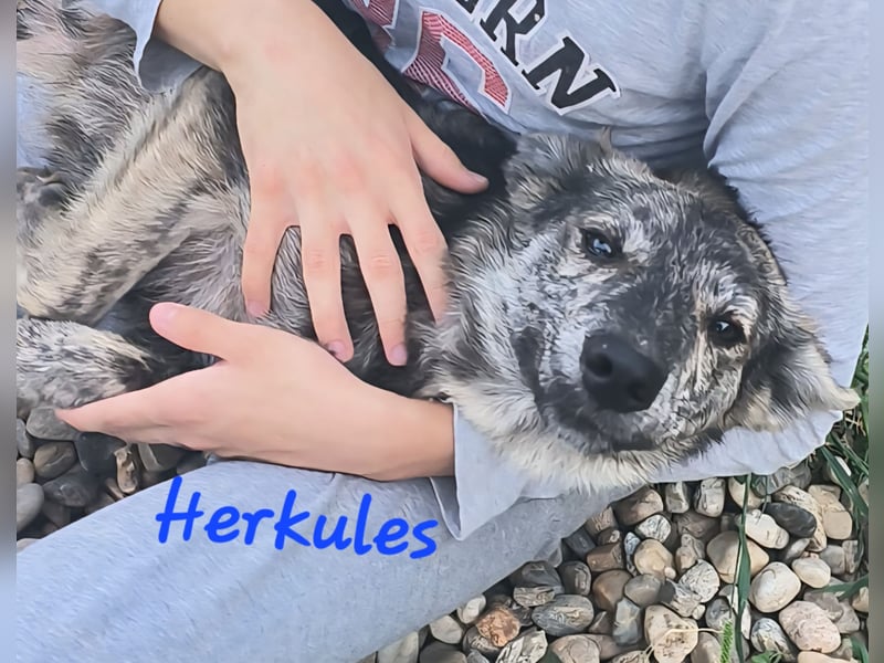 HERKULES - Hund sucht Mensch( en)