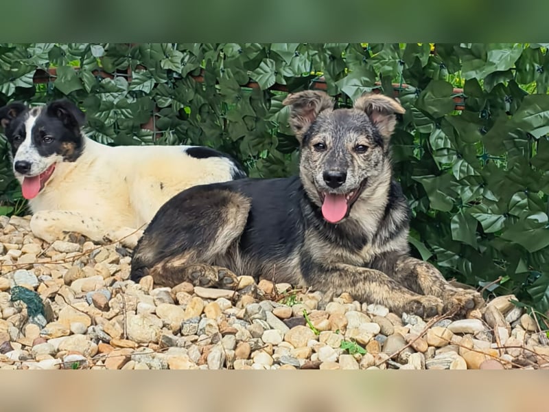 HERKULES - Hund sucht Mensch( en)