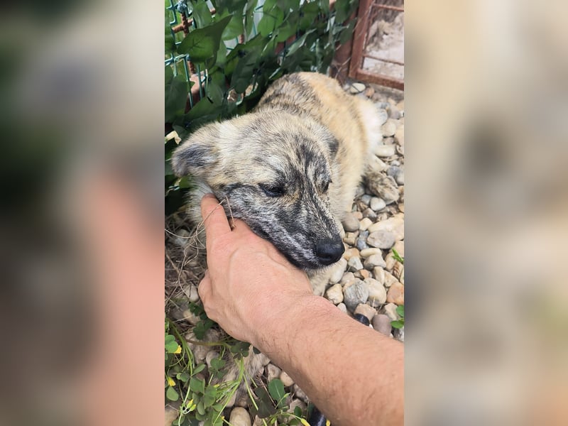 Max - hätte gerne ein Zuhause