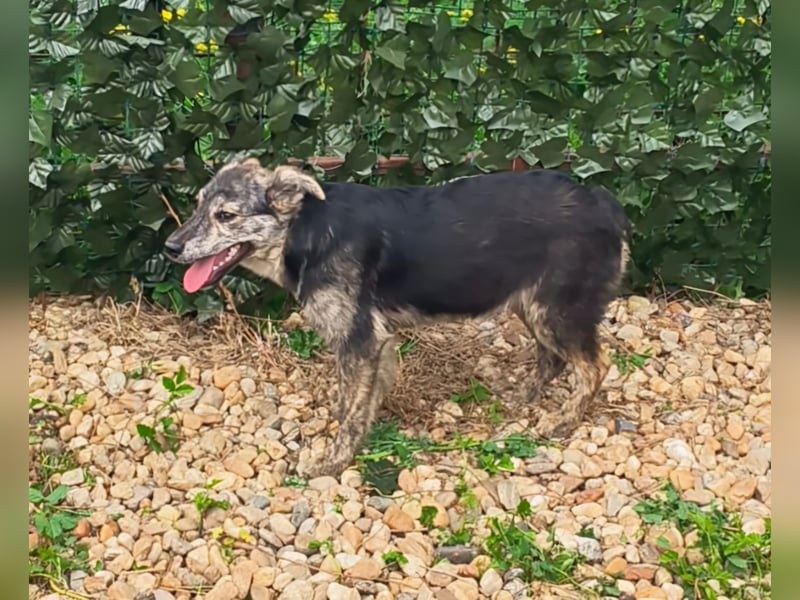 HERKULES - Hund sucht Mensch( en)