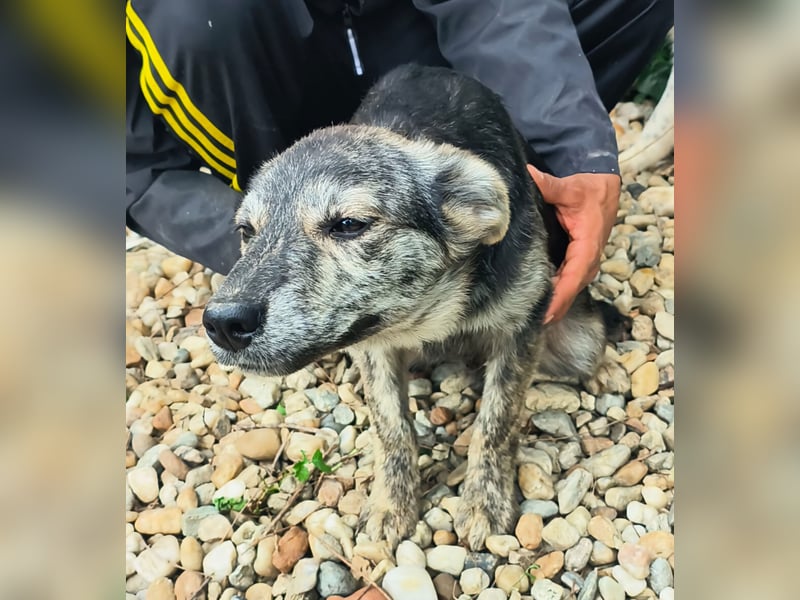 HERKULES - Hund sucht Mensch( en)