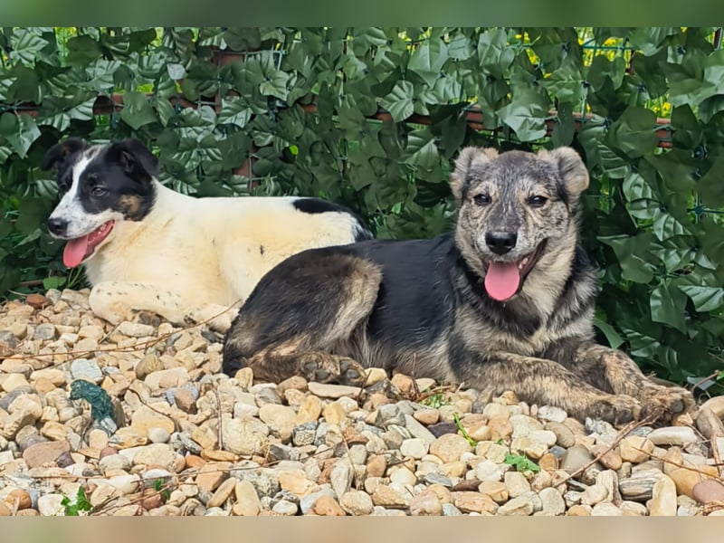 HERKULES - Hund sucht Mensch( en)