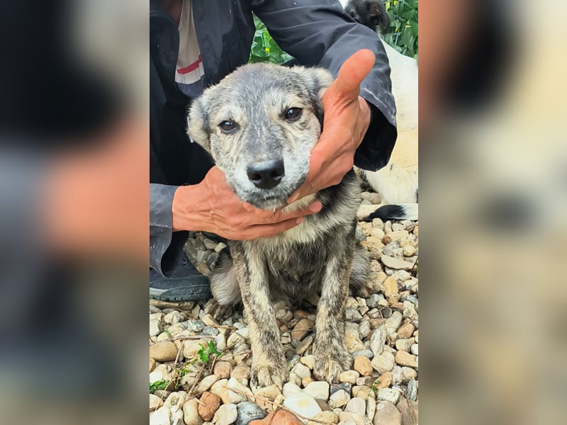 HERKULES - Hund sucht Mensch( en)
