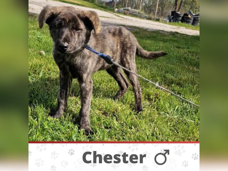 CHESTER ❤️  wartet in 26676 Barßel auf Dich