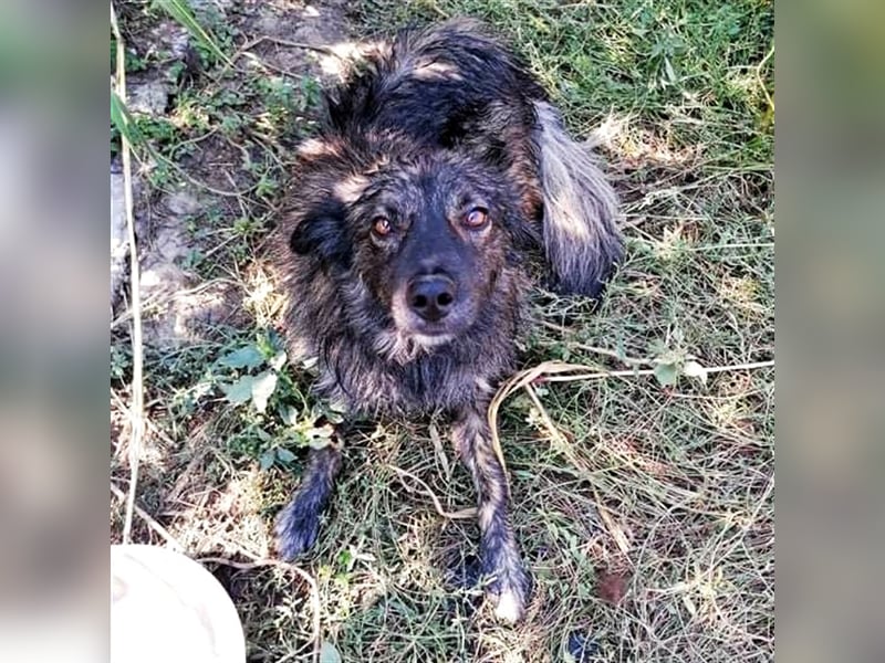 ROCKO ❤ sucht  Zuhause oder Pflegestelle