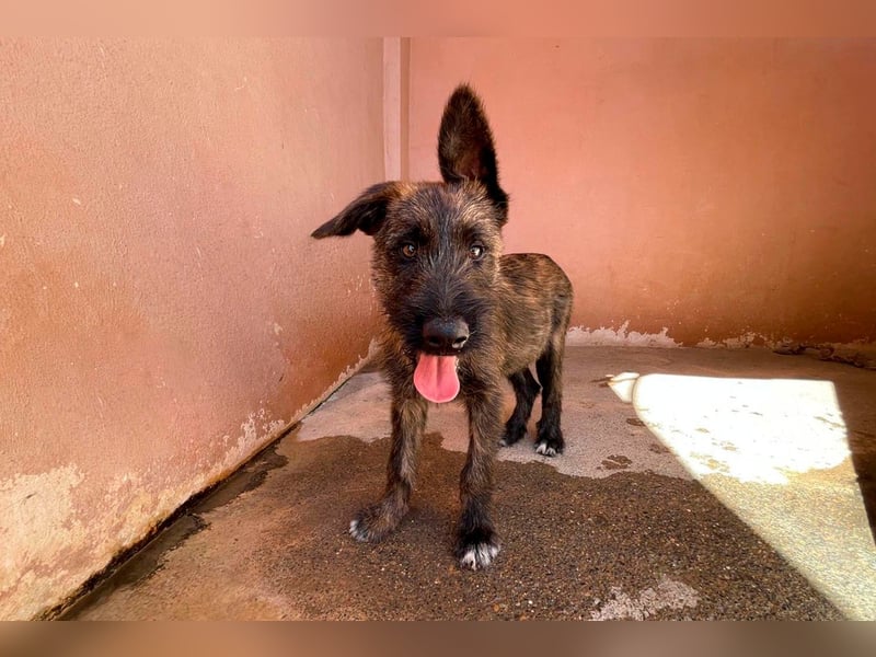 Bombón  sucht ein Zuhause