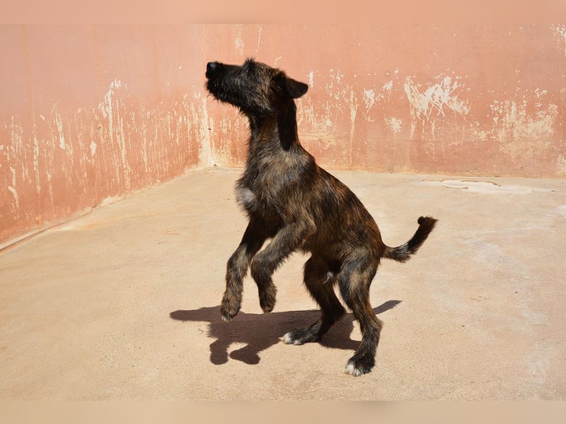 Bombón  sucht ein Zuhause