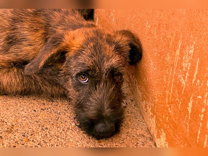 Bombón  sucht ein Zuhause
