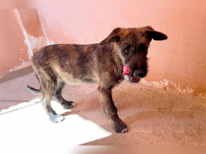 Bombón  sucht ein Zuhause