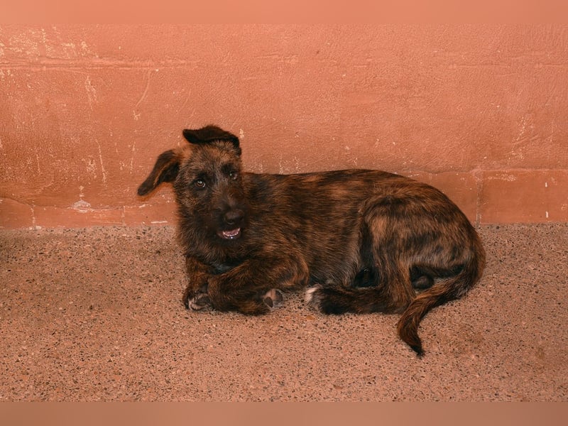 Bombón  sucht ein Zuhause