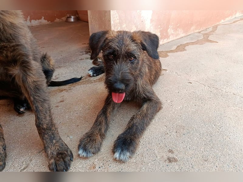 Bombón  sucht ein Zuhause