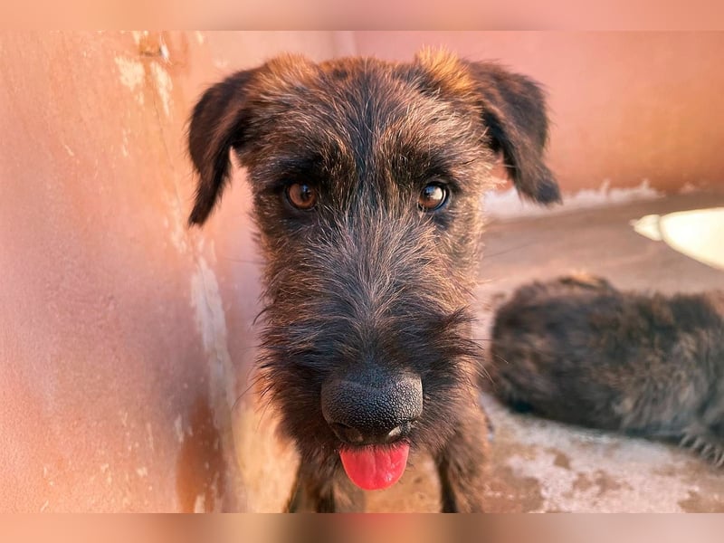 Bombón  sucht ein Zuhause