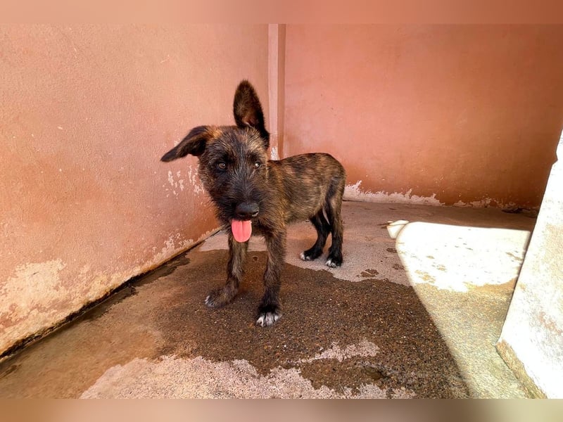 Bombón  sucht ein Zuhause