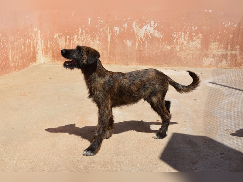 Bombón  sucht ein Zuhause