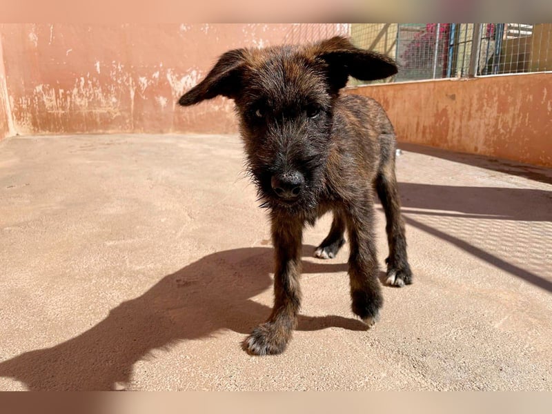Bombón  sucht ein Zuhause