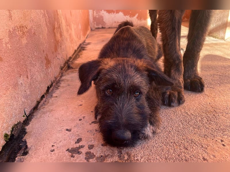 Bombón  sucht ein Zuhause