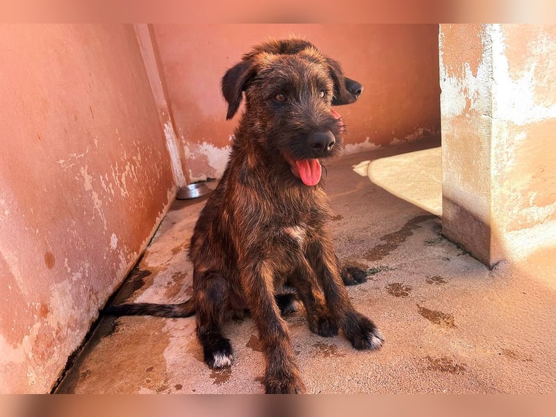 Bombón  sucht ein Zuhause