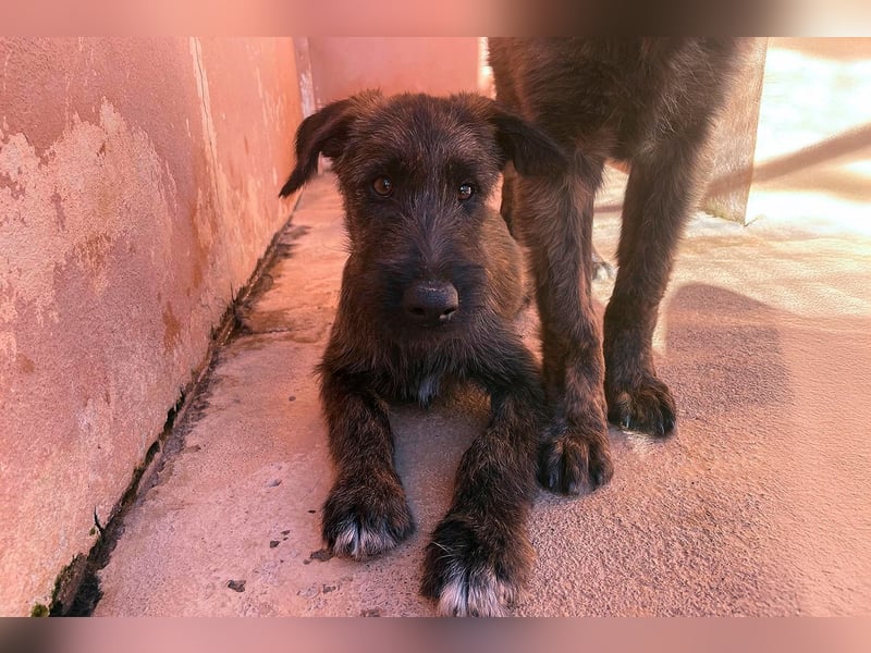 Bombón  sucht ein Zuhause