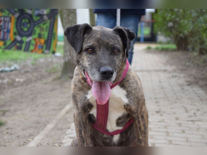 Zucchini - wahrer Traumhund der total lieb, geduldig und freundlich ist