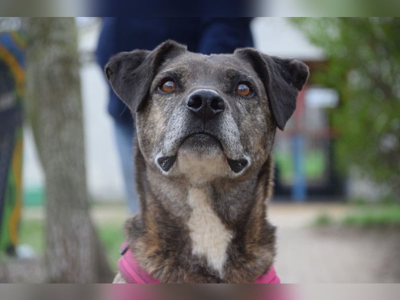 Zucchini - wahrer Traumhund der total lieb, geduldig und freundlich ist
