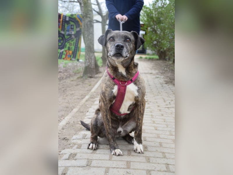 Zucchini - wahrer Traumhund der total lieb, geduldig und freundlich ist