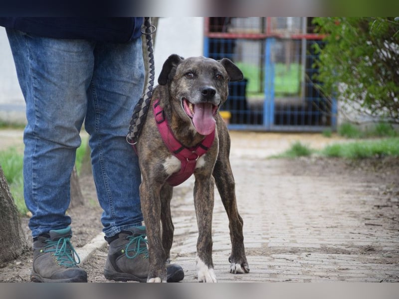Zucchini - wahrer Traumhund der total lieb, geduldig und freundlich ist
