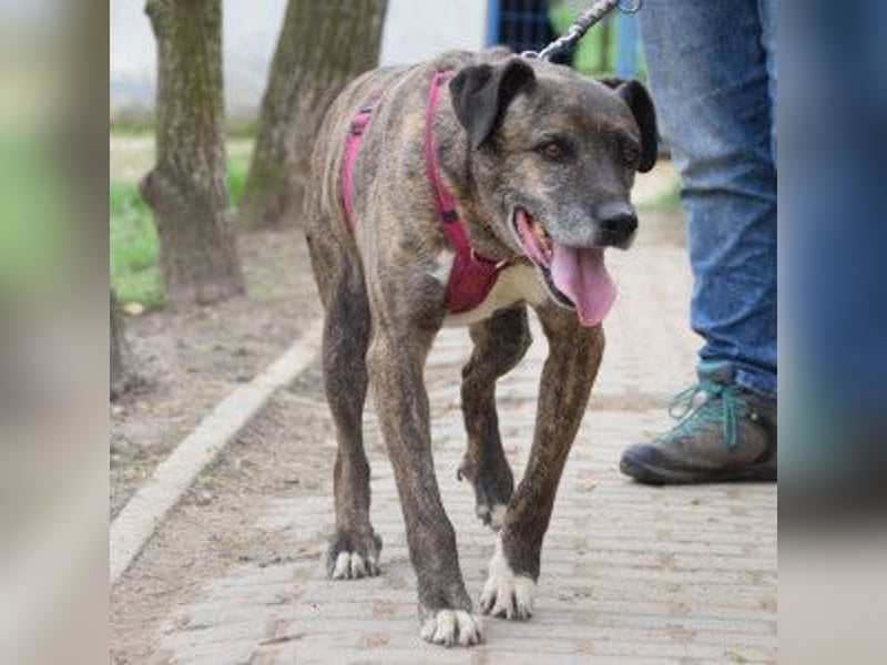 Zucchini - wahrer Traumhund der total lieb, geduldig und freundlich ist