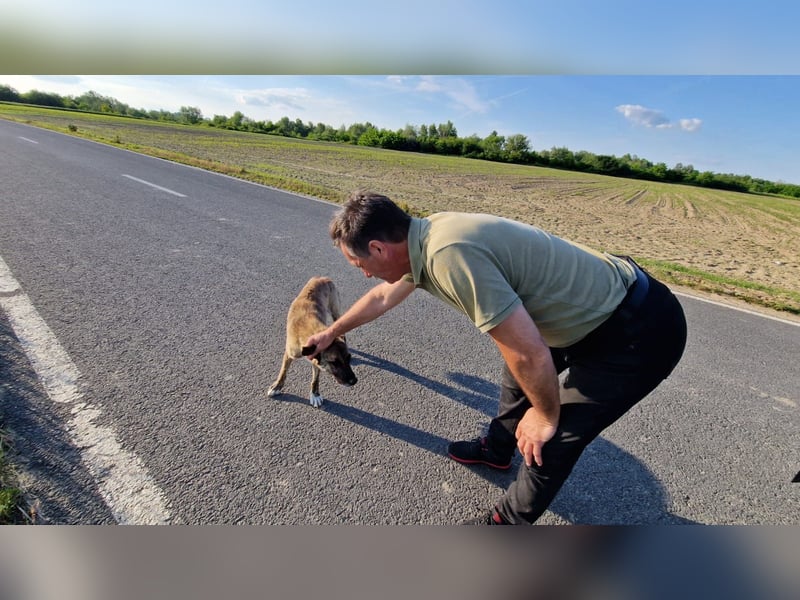 zutraulicher Rocky sucht sein Zuhause