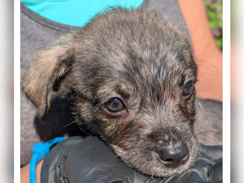 Welpenjunge Dallas sucht ein liebevolles Zuhause