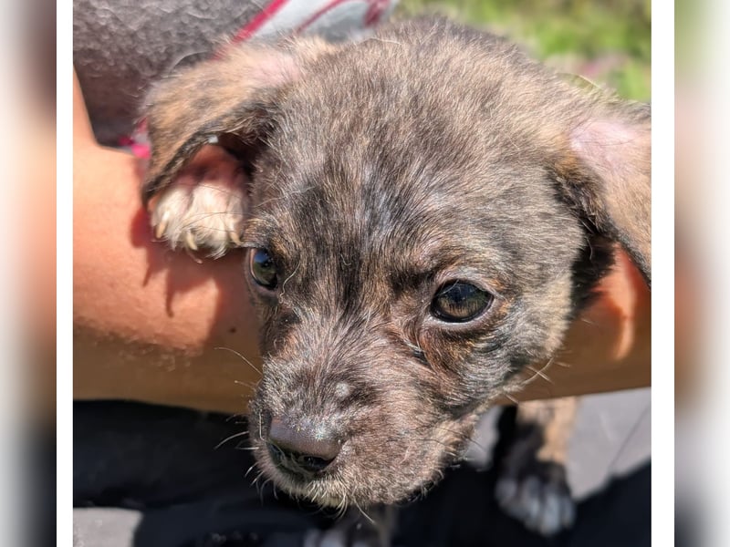 Welpenjunge Dallas sucht ein liebevolles Zuhause