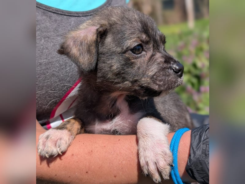 Welpenjunge Dallas sucht ein liebevolles Zuhause