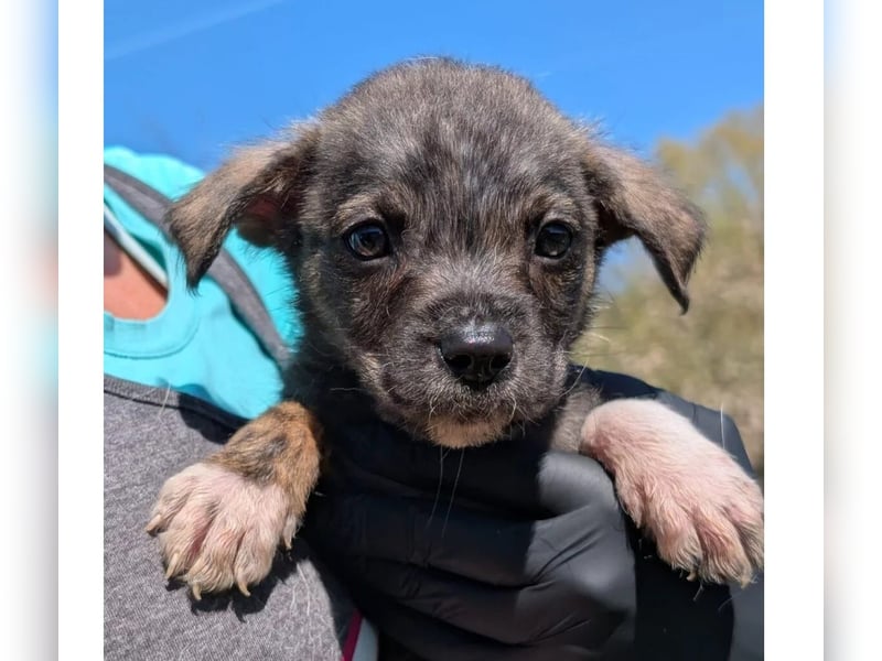 Welpenjunge Dallas sucht ein liebevolles Zuhause