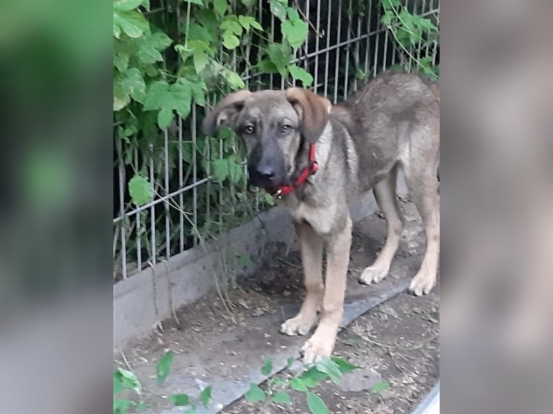 Schura sucht ein liebevolles Zuhause!