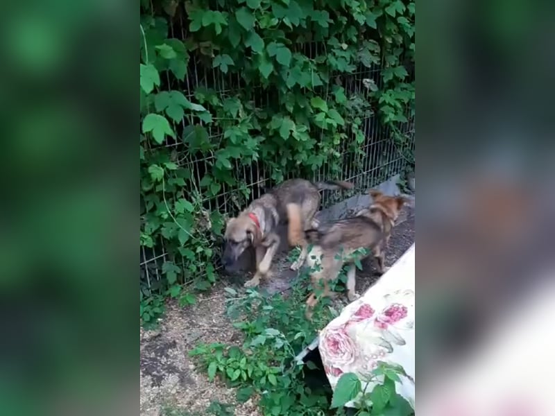 Schura sucht ein liebevolles Zuhause!