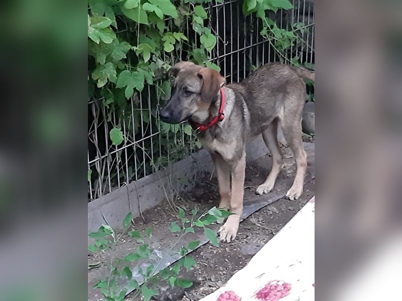 Schura sucht ein liebevolles Zuhause!