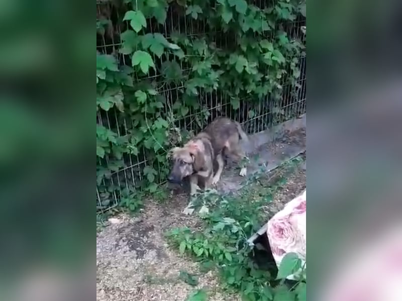 Schura sucht ein liebevolles Zuhause!
