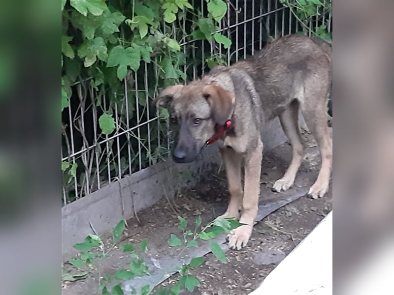 Schura sucht ein liebevolles Zuhause!