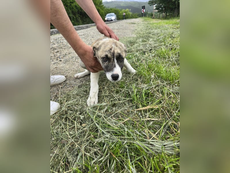 Basil - im Nirgendwo ausgesetzt