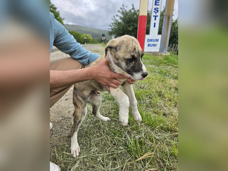 Basil - im Nirgendwo ausgesetzt