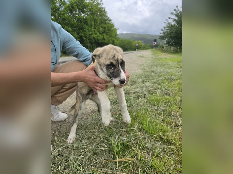 Basil - im Nirgendwo ausgesetzt