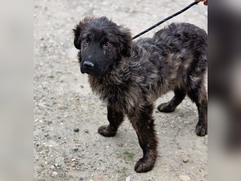 Wunderschön gestromtes Hundekind *Yanu* sucht sein Zuhause für immer
