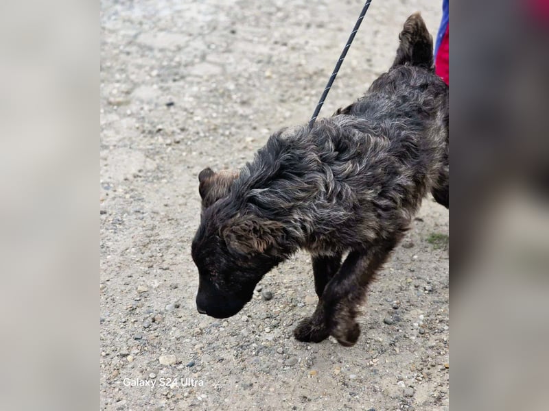 Wunderschön gestromtes Hundekind *Yanu* sucht sein Zuhause für immer