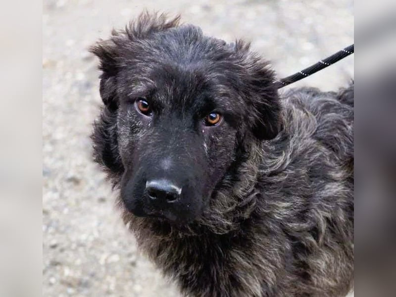 Wunderschön gestromtes Hundekind *Yanu* sucht sein Zuhause für immer