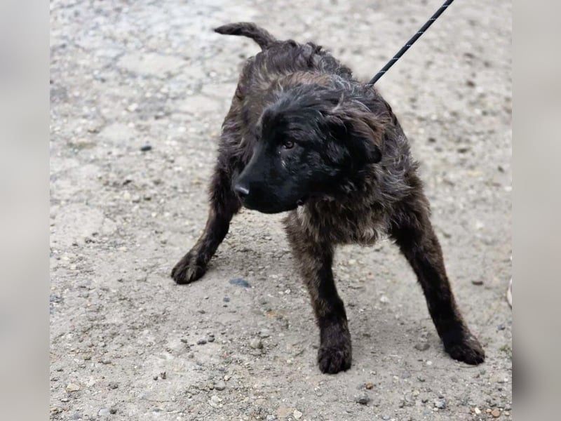 Wunderschön gestromtes Hundekind *Yanu* sucht sein Zuhause für immer